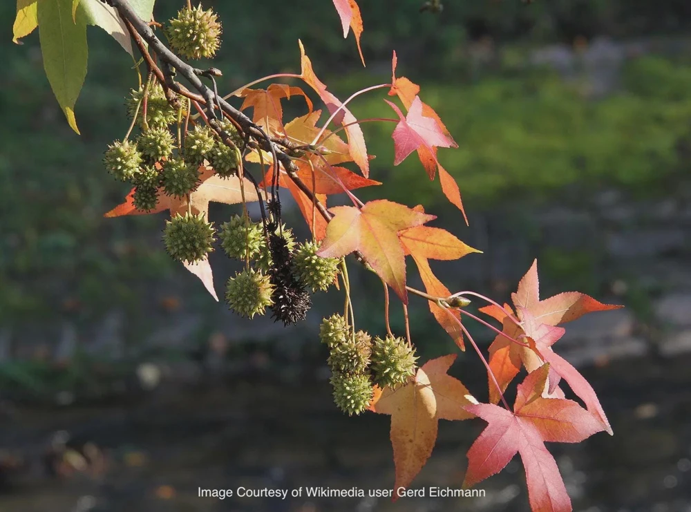 3 American Sweetgum Tree 12-24" Tall Live Plant - Liquidambar styraciflua Quart Pot - Image 2