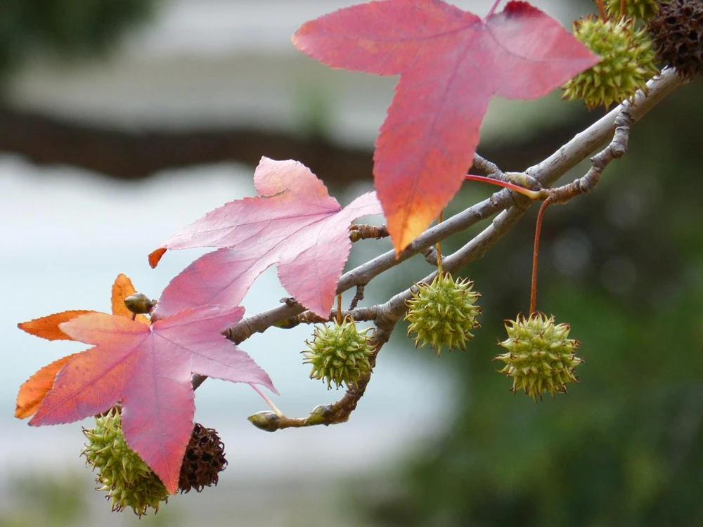3 American Sweetgum Tree 12-24" Tall Live Plant - Liquidambar styraciflua Quart Pot - Image 4
