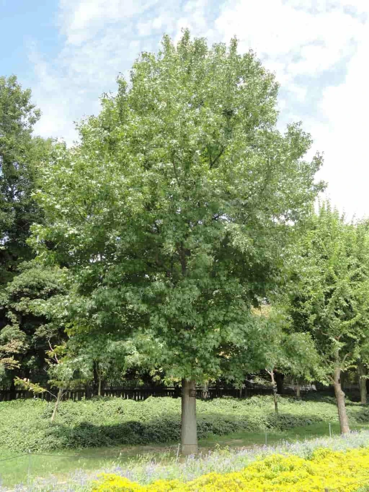 3 American Sweetgum Tree 12-24" Tall Live Plant - Liquidambar styraciflua Quart Pot - Image 7