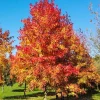 3 American Sweetgum Tree 12-24" Tall Live Plant - Liquidambar styraciflua Quart Pot - Image 1