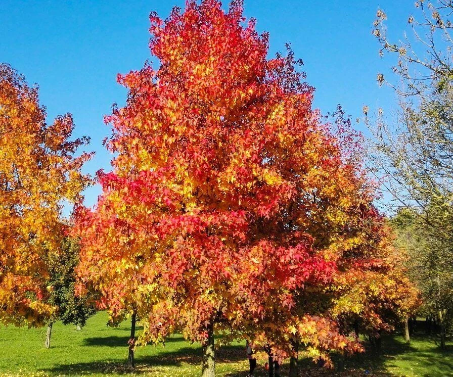 3 American Sweetgum Tree 12-24" Tall Live Plant - Liquidambar styraciflua Quart Pot - Image 1