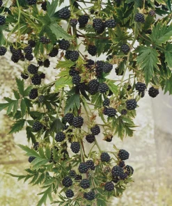 3 Arapaho Thornless Blackberry Starter Plug - Rubus fruticosus Live Plant - Image 2