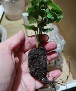 3 Arapaho Thornless Blackberry Starter Plug - Rubus fruticosus Live Plant - Image 7