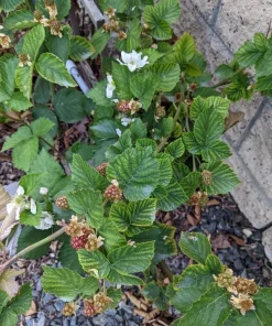 3 Arapaho Thornless Blackberry Starter Plug - Rubus fruticosus Live Plant - Image 8
