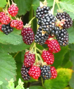3 Arapaho Thornless Blackberry Starter Plug - Rubus fruticosus Live Plant - Image 1