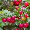 3 Barbados Cherry Tree Malpighia Emarginata Live Starter Plant - Fruit Tree - Image 1