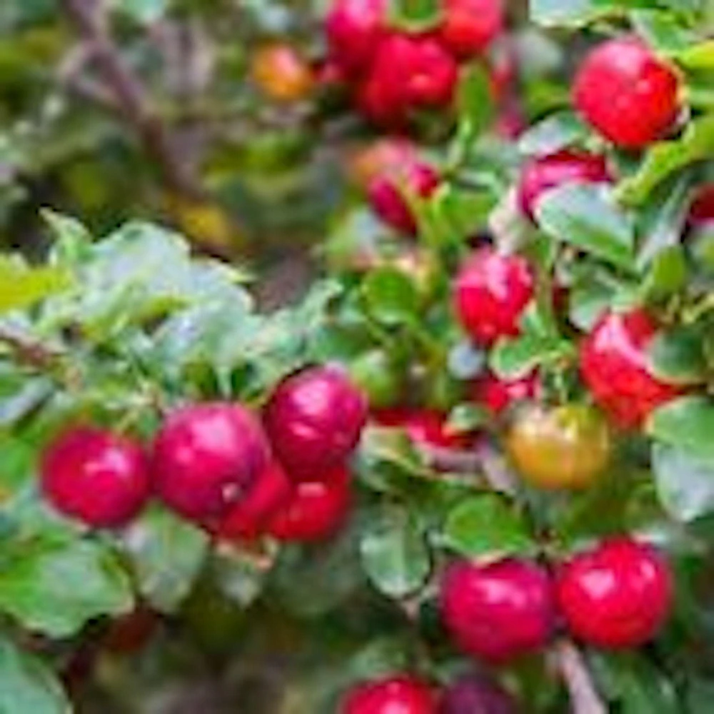 3 Barbados Cherry Tree Malpighia Emarginata Live Starter Plant - Fruit Tree - Image 1