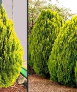 3 Berckman’s Gold Arborvitae Starter Plug Live Plant - Evergreen Shrub - Image 6