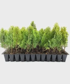 3 Berckman’s Gold Arborvitae Starter Plug Live Plant - Evergreen Shrub - Image 8