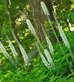 3 Black Cohosh Bare Root Plants - Actaea Racemosa Organic Wildflower Native - Image 2