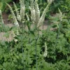 3 Black Cohosh Bare Root Plants - Actaea Racemosa Organic Wildflower Native - Image 1