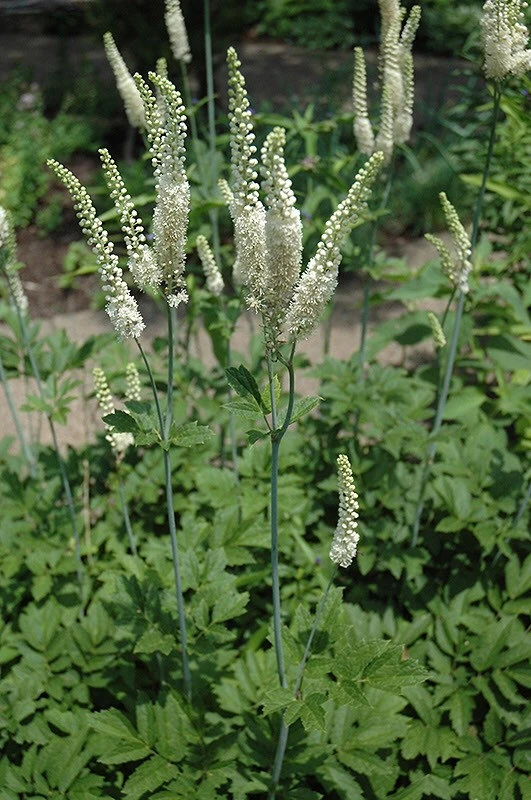 3 Black Cohosh Bare Root Plants - Actaea Racemosa Organic Wildflower Native - Image 1