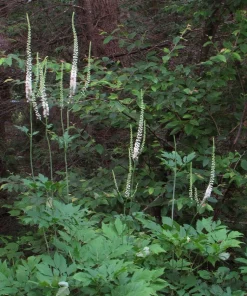 3 Black Cohosh Bare Root Plants - Actaea Racemosa Organic Wildflower Native - Image 5
