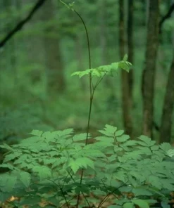 3 Black Cohosh Bare Root Plants - Actaea Racemosa Organic Wildflower Native - Image 8