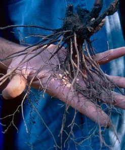 3 Black Cohosh Bare Root Plants - Actaea Racemosa Organic Wildflower Native - Image 9