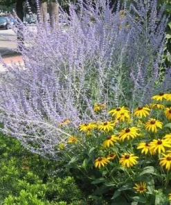 3 Black Eyed Susan Rudbeckia Wildflower Bare Root Plants - Hardy Perennial - Image 3