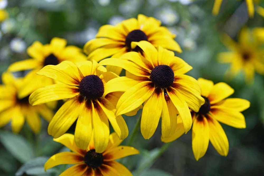 3 Black Eyed Susan Rudbeckia Wildflower Bare Root Plants - Hardy Perennial - Image 1