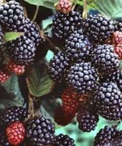 3 Black Hawk Black Raspberry Live Plants - Rubus occidentalis - 1-2 Yr Old, Hardy, USDA Zones 4-8 - Image 2