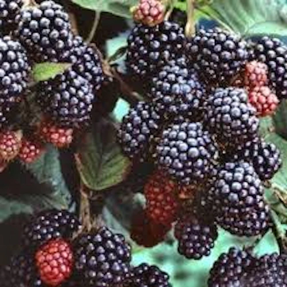 3 Black Hawk Black Raspberry Live Plants - Rubus occidentalis - 1-2 Yr Old, Hardy, USDA Zones 4-8 - Image 2