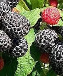 3 Black Hawk Black Raspberry Live Plants - Rubus occidentalis - 1-2 Yr Old, Hardy, USDA Zones 4-8 - Image 3