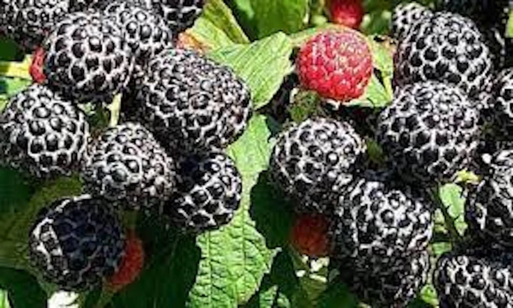 3 Black Hawk Black Raspberry Live Plants - Rubus occidentalis - 1-2 Yr Old, Hardy, USDA Zones 4-8 - Image 3