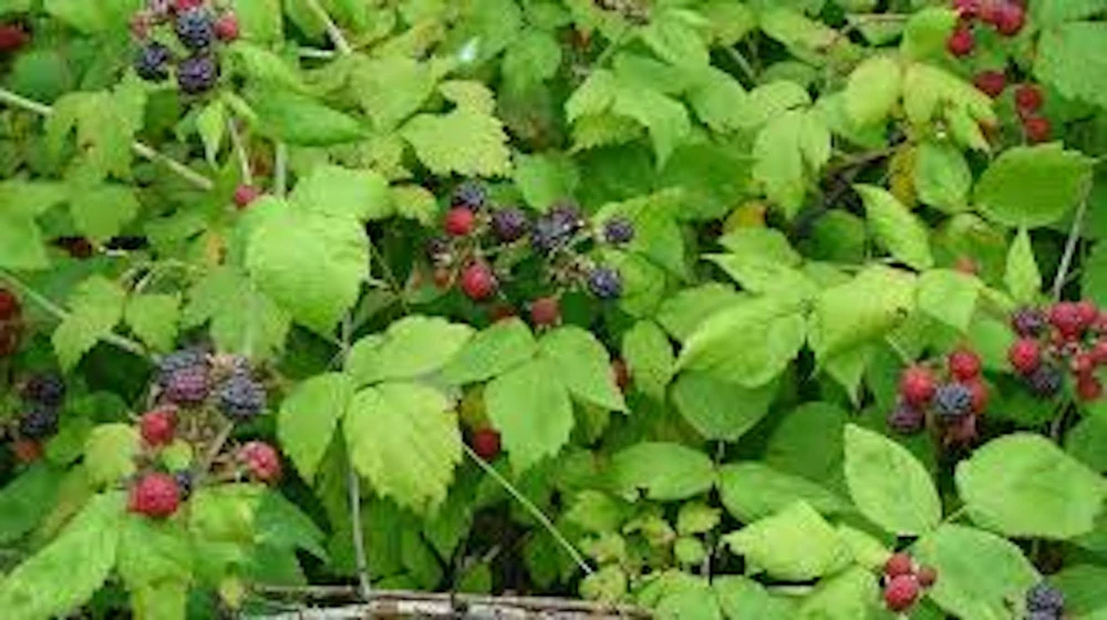 3 Black Hawk Black Raspberry Live Plants - Rubus occidentalis - 1-2 Yr Old, Hardy, USDA Zones 4-8 - Image 4