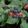 3 Black Hawk Black Raspberry Live Plants - Rubus occidentalis - 1-2 Yr Old, Hardy, USDA Zones 4-8 - Image 1