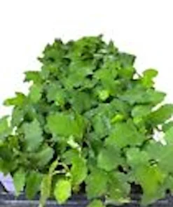 3 Black Mission Fig Tree Starter Plants - Fruit Bearing Live Plants - Image 2