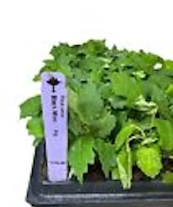 3 Black Mission Fig Tree Starter Plants - Fruit Bearing Live Plants - Image 3