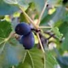 3 Black Mission Fig Tree Starter Plants - Fruit Bearing Live Plants - Image 1