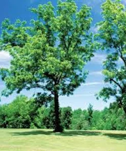 3 Black Walnut Tree Seedlings Live Plant 12-24in Tall Quart Pot Outdoor - Image 4