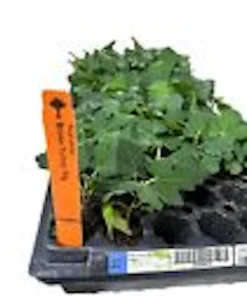 3 Brown Turkey Fig Tree Starter Plants - Ficus Carica - Fruiting Perennial - Image 3