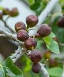 3 Brown Turkey Fig Tree Starter Plants - Ficus Carica - Fruiting Perennial - Image 5