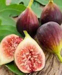 3 Brown Turkey Fig Tree Starter Plants - Ficus Carica - Fruiting Perennial - Image 6