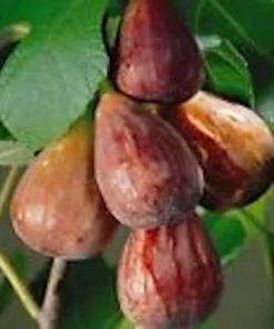 3 Brown Turkey Fig Tree Starter Plants - Ficus Carica - Fruiting Perennial - Image 1