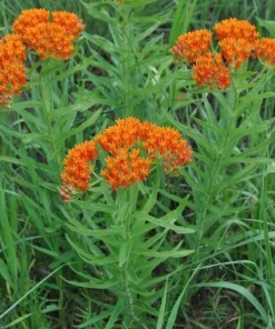 3 Butterfly Weed Plants - Asclepias Tuberosa Bare Root for Pollinators - Image 2
