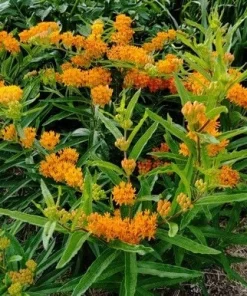 3 Butterfly Weed Plants - Asclepias Tuberosa Bare Root for Pollinators - Image 3