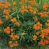 3 Butterfly Weed Plants - Asclepias Tuberosa Bare Root for Pollinators - Image 1