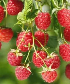 3 Canby Thornless Red Raspberry Starter Plug - Rubus idaeus - Bare Root Plant - Image 5