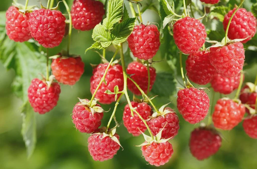3 Canby Thornless Red Raspberry Starter Plug - Rubus idaeus - Bare Root Plant - Image 1