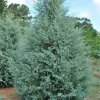 3 Carolina Sapphire Cypress Live Plant - Blue Evergreen Tree, 4-6" Tall - Image 1