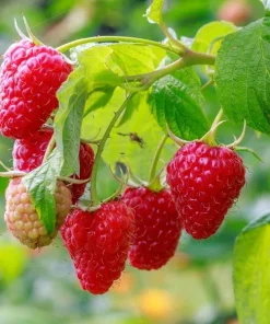 3 Cascade Delight Red Raspberry Bare Root Plants - Summer Fruiting, Root Rot Resistant - Image 6