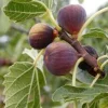 3 Celeste Fig Starter Plugs - Honey Sugar Fig Live Plants - Ficus carica - Image 1