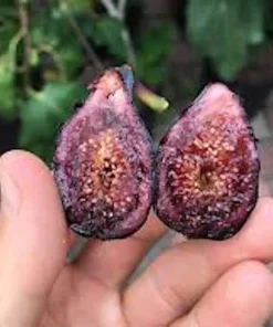 3 Celeste Fig Starter Plugs - Honey Sugar Fig Live Plants - Ficus carica - Image 4