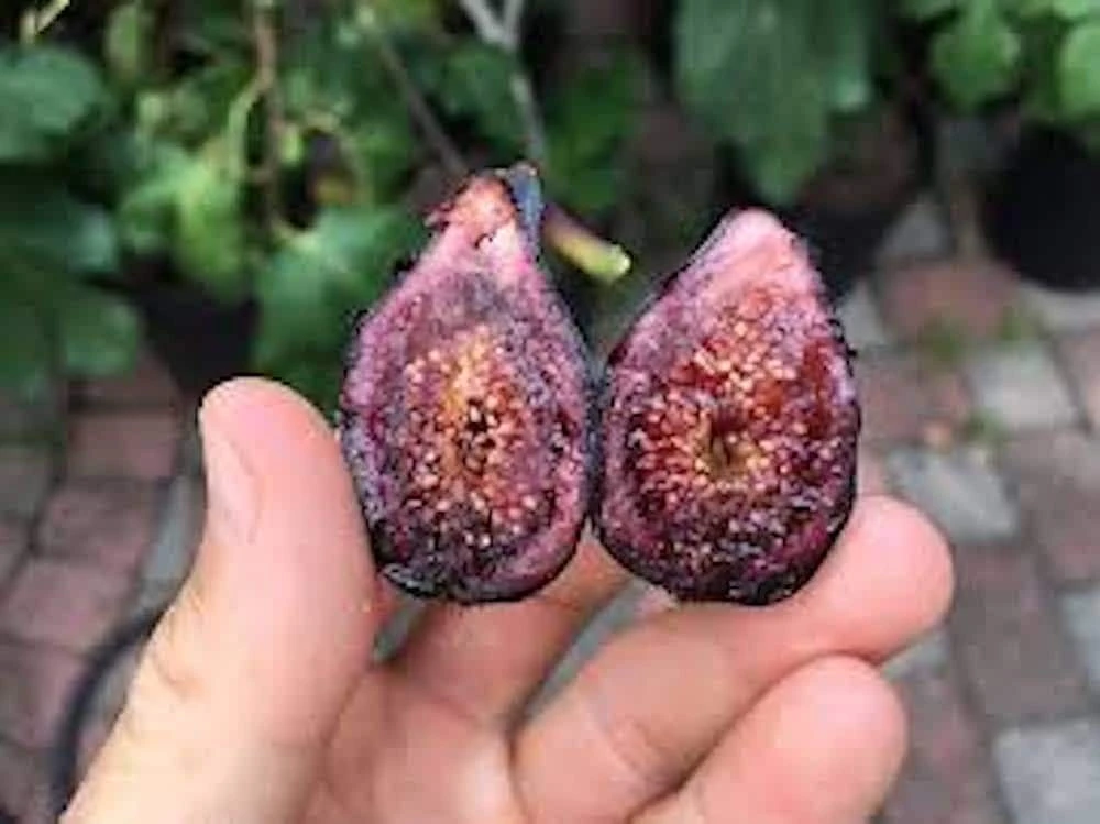 3 Celeste Fig Starter Plugs - Honey Sugar Fig Live Plants - Ficus carica - Image 4