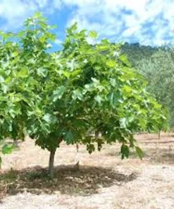 3 Celeste Fig Starter Plugs - Honey Sugar Fig Live Plants - Ficus carica - Image 5