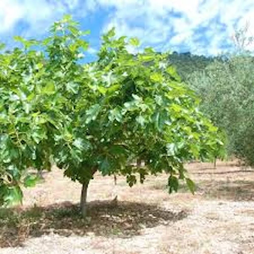 3 Celeste Fig Starter Plugs - Honey Sugar Fig Live Plants - Ficus carica - Image 5