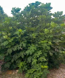 3 Celeste Fig Starter Plugs - Honey Sugar Fig Live Plants - Ficus carica - Image 6
