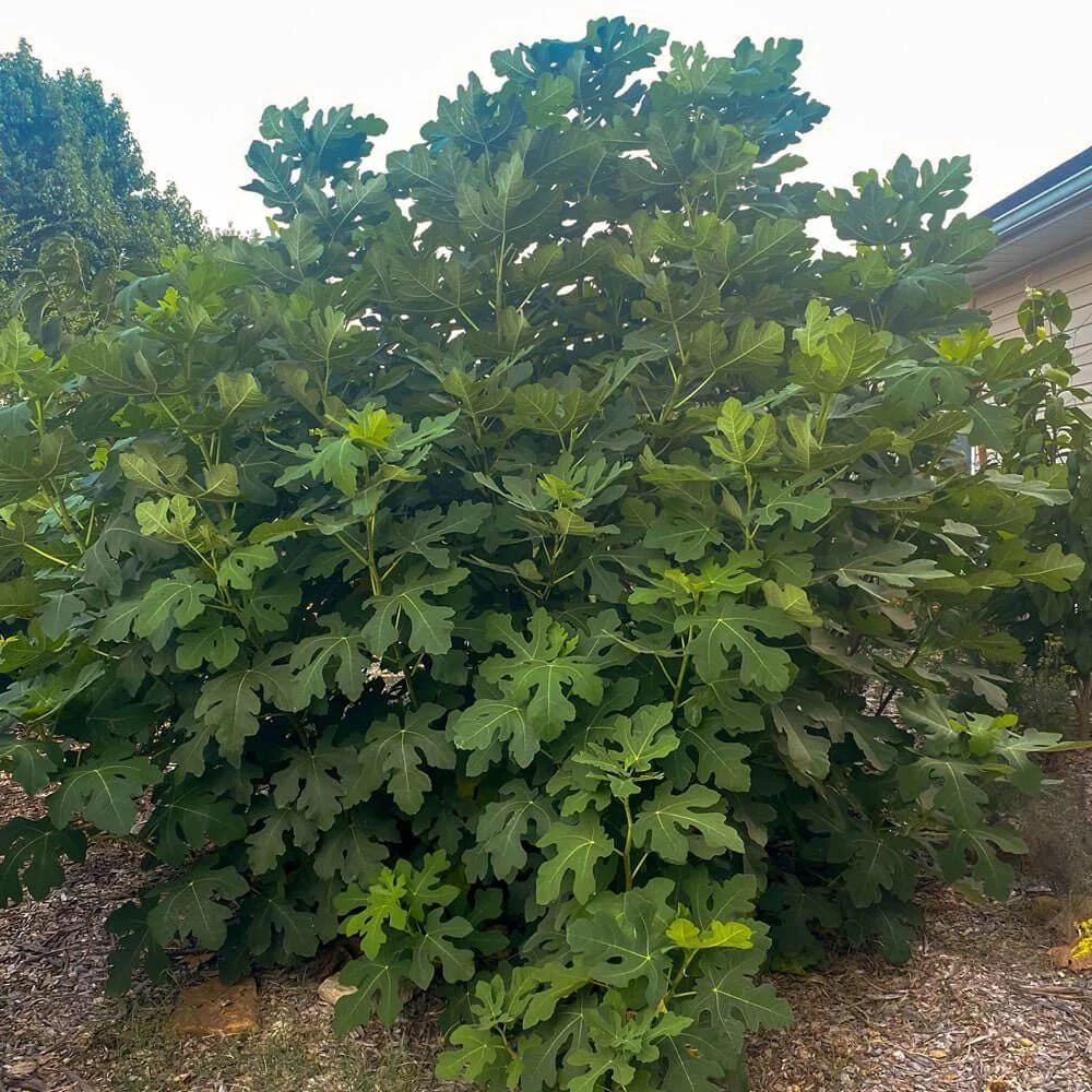 3 Celeste Fig Starter Plugs - Honey Sugar Fig Live Plants - Ficus carica - Image 6