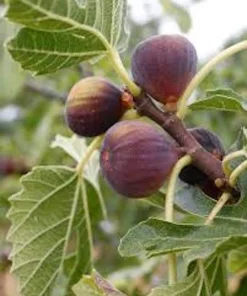 3 Celeste Fig Starter Plugs - Honey Sugar Fig Live Plants - Ficus carica - Image 7
